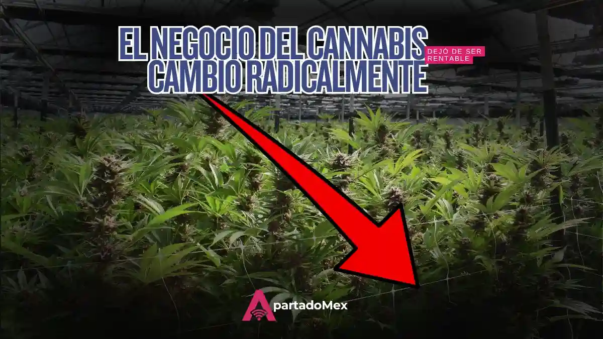Tráfico de cannabis: confirmado el desplome de ingresos ilícitos