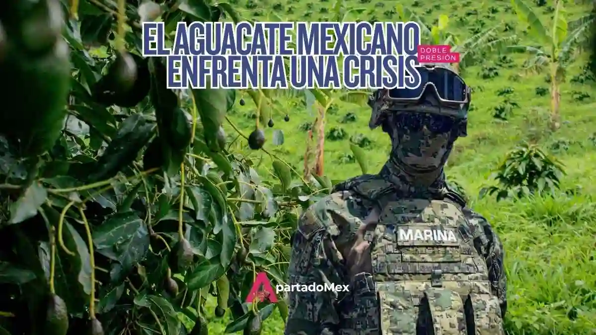 Aguacate mexicano: plan oficial busca blindar la producción