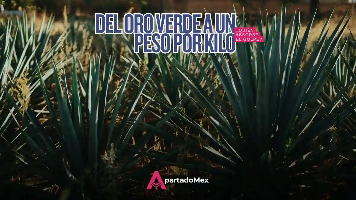 El agave se desploma: de 35 a 1 peso
